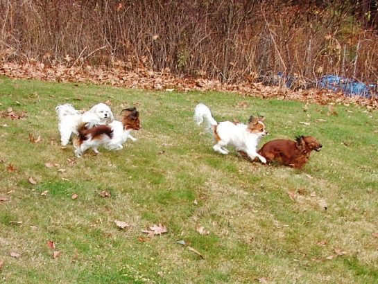 small dogs playing outside at full stride kennel, vermont