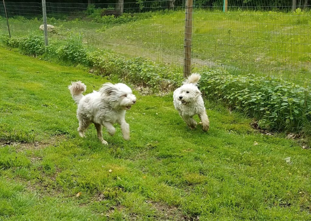 two fluffy white dogs playing outside at full stride kennel