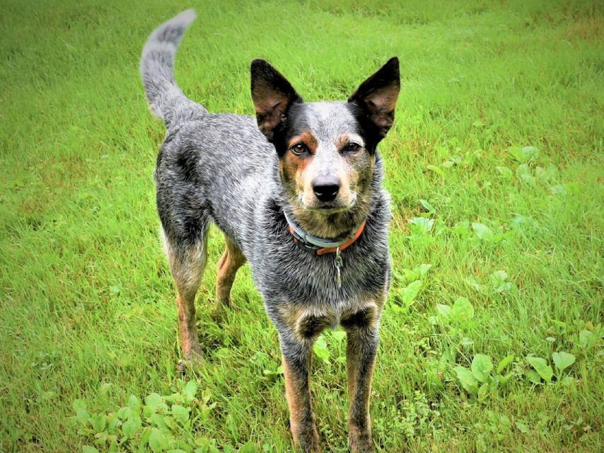 dog outside at full stride kennel