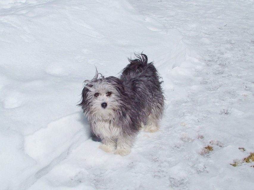 small fluffy dog in the snow at full stride kennel