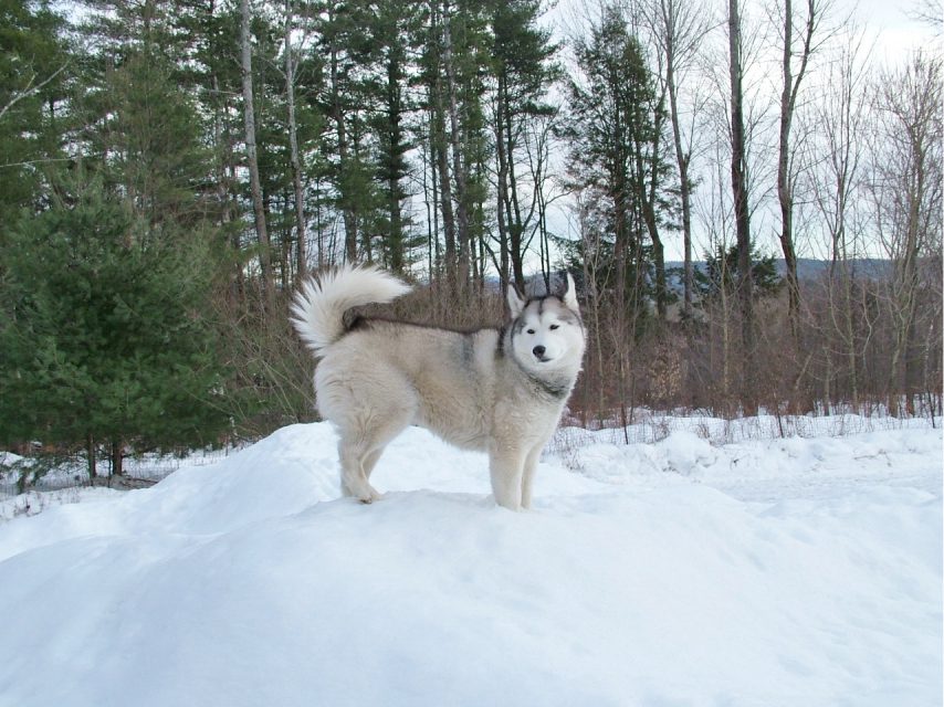 husky dog in the snow outside at full stride kennel