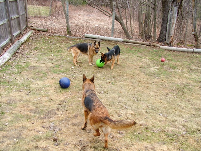 three dogs playing with balls at full stride kennel