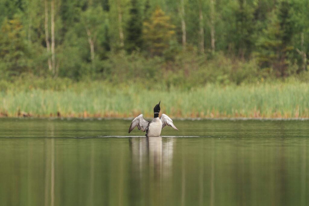 loon getting ready to take flight off the water