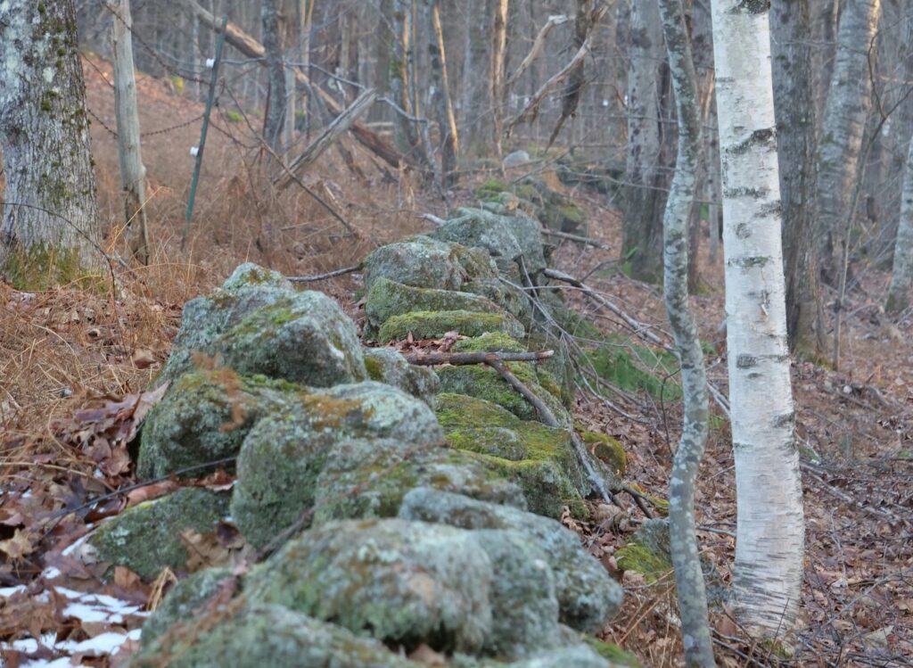 new england hiking trail with stone wall